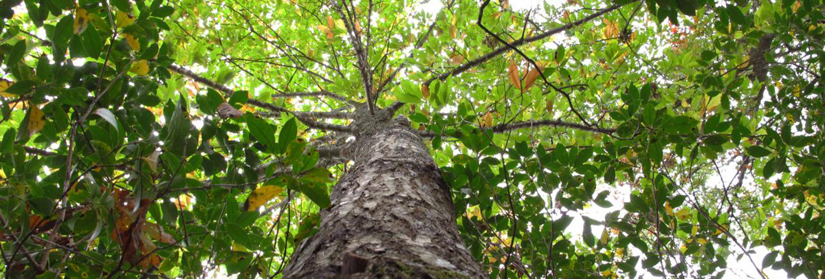 Mature Chestnut Tree